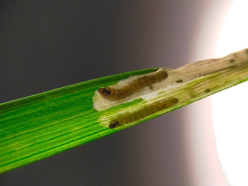 Miny na Calamagrostis arundinacea