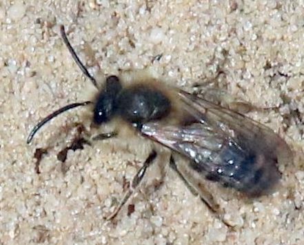 _Colletes cunicularius – Lepiarka wiosenna_7930.jpg