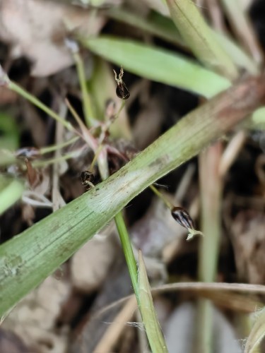 Elachista tengstromi, 23.03.2024 (Luzula pilosa)