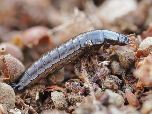 2. Długość chyba ponad 1cm.