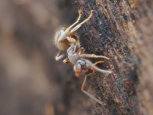 1. Lasius platythorax? Borowa oleśnicka - 17 marca. Las mieszany.