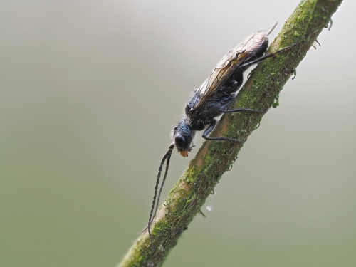 4. Cephidae, czy kompletne pudło? Borowa oleśnicka - 30 marca. Las mieszany.