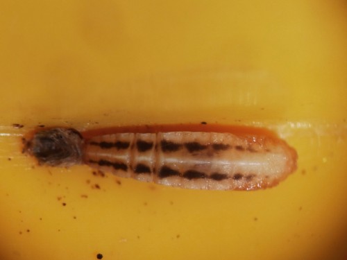 Elachista bifasciella poczwarka