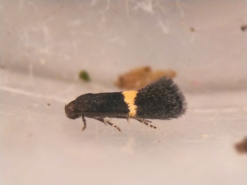 Elachista chrysodesmella