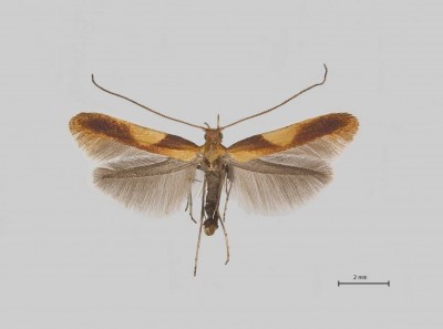 Caloptilia robustella.jpg