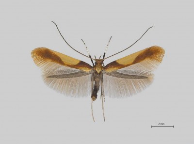 Caloptilia alchimiella.jpg