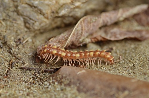 Polydesmus cf.collaris C.L. Koch, 1847.JPG