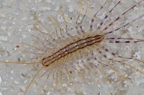 Scutigera coleoptrata Linnaeus, 1758.JPG