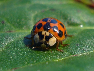 28.04.09 - Harmonia axyridis.JPG