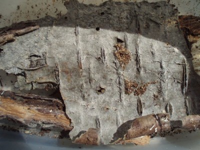 na korze mogą być widoczne sprzędzone gruzełki kału i stare otwory wylotowe