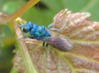 Chrysis sp.