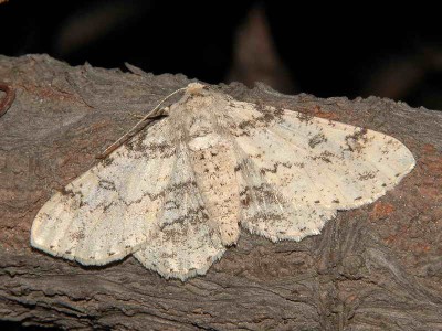 Ascotis selenaria (Denis &amp;amp; Schiffermuller, 1775) - samica, Polska, Podkarpacie, Markowa EA94, 25.05.2009.