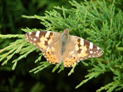 Vanessa cardui.jpg