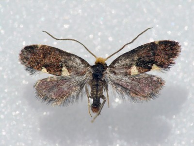 Incurvaria oehlmaniella.jpg