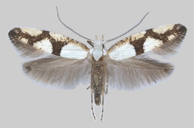 Argyresthia ivella.jpg