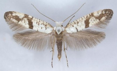 Argyresthia curvella.jpg