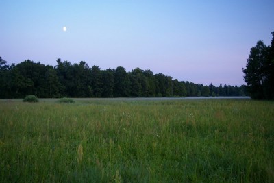 Polana w &amp;quot;czrnym lesie&amp;quot;