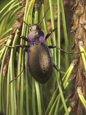 Carabus sp.2.jpg