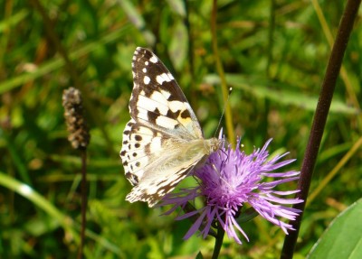 Biały osbnik V. cardui