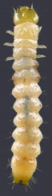 Salpingidae_Vincenzellus viridipennis.jpg