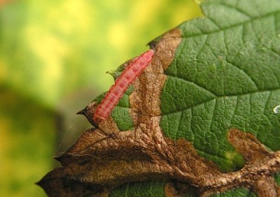 c.zieglerella_larva2.JPG