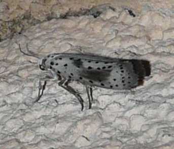 Yponomeuta irrorella, Przybrodzin 30.06.2009.jpg