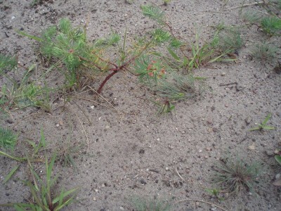 Przeziernik zasiedla kłącza wilczomlecza sosnka Euphorbia cyparissias rosnącego na luźnych piaskach.