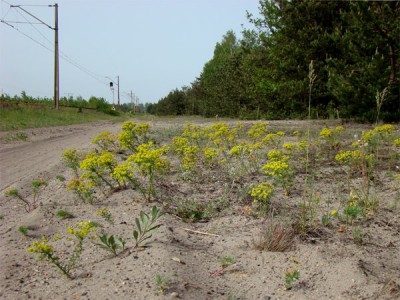 biotop Ch. leucopsiformis .jpg