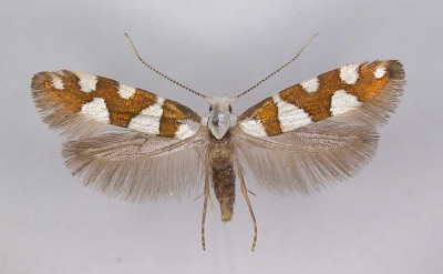 Argyresthia brockeella.jpg