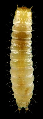 Monotomidae_Rhizophagus.jpg