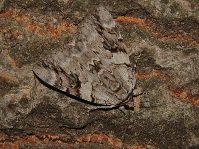 Catocala electa (Vieweg, 1790) - Podkarpacie, Markowa EA93, 20.08.2009.