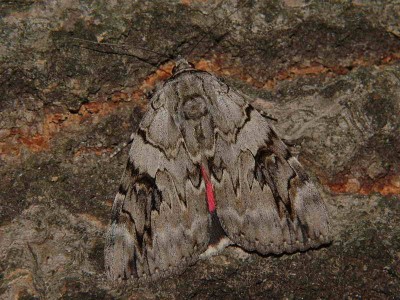 Catocala electa (Vieweg, 1790) - Podkarpacie, Markowa EA93, 20.08.2009.