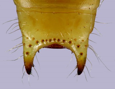 Pythidae_Pytho depresus terminalia.jpg