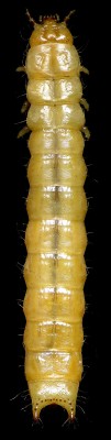 Pythidae_Pytho depressus.jpg