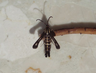 samica Chamaesphecia leucopsiformis