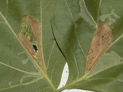 Phyllonorycter platani - miny na liściach platana - Podkarpcie, Łańcut EA84, 01.09.2009.