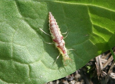 larwa Neuroptera.jpg