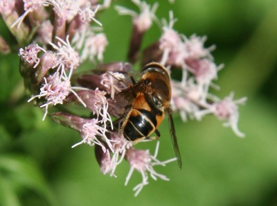 Eristalis.jpg