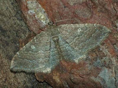 Nycterosea obstipata (Fabricius, 1794) - Podkarpacie, EA94. 21.11.2006. Fot. studio.