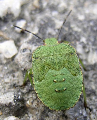 larwa Palomena1.jpg