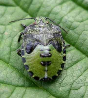 larwa Palomena.jpg