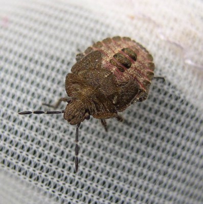 larwa Dolycoris baccarum.jpg