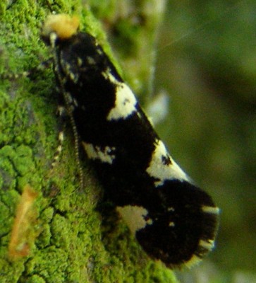 Triaxomera fulvimitrella,24.05.2009,  Taczanów XT84.JPG