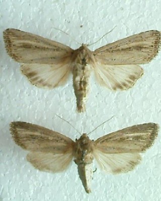 n.typhae.JPG