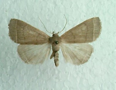 s.rectalis.JPG