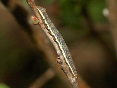 Lithomoia solidaginis (Hubner, 1803) - Podkarpacie.