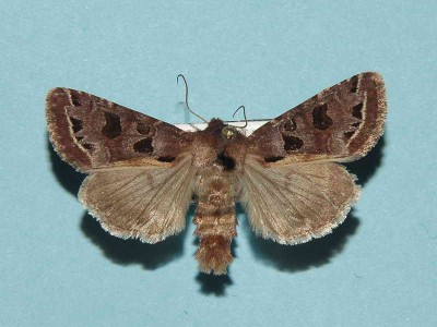 Hyssia cavernosa (Eversmann, 1842)