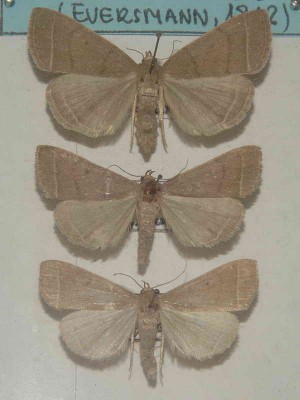 Simplicia rectalis (Eversmann, 1842)