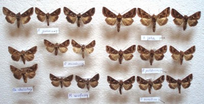 Grupa podobnych gatunków: Autographa gamma, A jota, A mandarina, A pulchrina, A bureatica, Macdunnoughia confusa i Chrysodeixis chalcites. Ten ostatni prawdopodobnie jako zawleczony, pojawił się w gosp. doświadczalnych Akademii Przyrodniczej w Lublinie