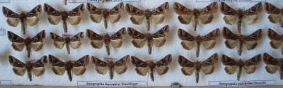 Autographa bureatica i A pulchrina